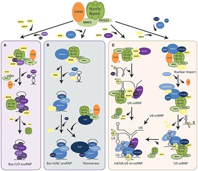 The Role of Pontin and Reptin in Cellular Physiology and Cancer Etiology